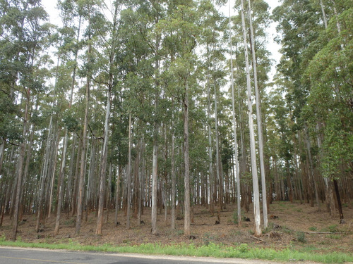 Plantation Trees (second generation) trees.